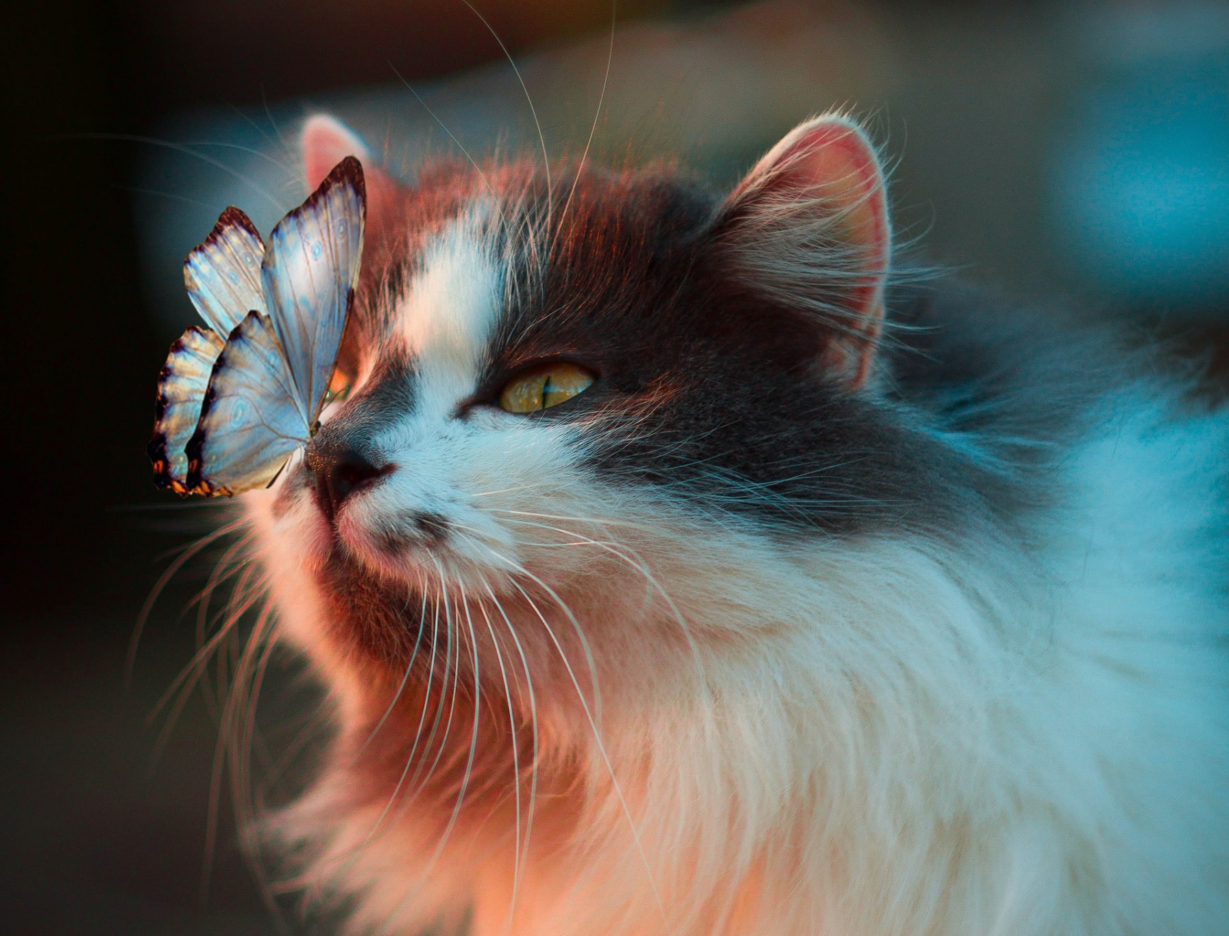 white butterfly resting on cat's nose